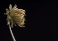 Dead Flower