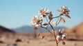 a dead flower in the desert with mountains in the background