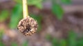 Dead flower head of a shasta daisy all dried up, ready for re-seeding