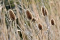 Dead seed heads of teasel plants Royalty Free Stock Photo