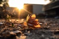 a dead flower laying on the ground in front of a building