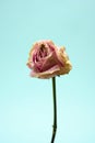 Dried and Dead Flower on Solid Background Isolated Royalty Free Stock Photo