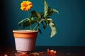 dead flower in a vibrant plant pot