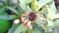 the dead flowers are brown in color that will start to fall off