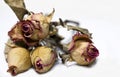 Dead Flowers Royalty Free Stock Photo