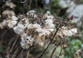 dead flowers of the hortensia plant in winter Royalty Free Stock Photo