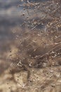 Dead flowers in winter Royalty Free Stock Photo