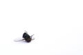 Dead fly Royalty Free Stock Photo