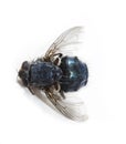 Dead fly Royalty Free Stock Photo