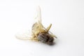 Dead Fly Insect on White Background Royalty Free Stock Photo