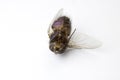 Dead Fly Insect on White Background Royalty Free Stock Photo