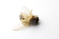 Dead Fly Insect on White Background Royalty Free Stock Photo