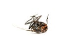 Dead fly isolated in white