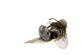 Dead fly isolated in white Royalty Free Stock Photo