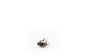 Dead fly isolated on white background. Royalty Free Stock Photo