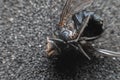 Dead fly lying upside down, macro shot. Insect on a dark background Royalty Free Stock Photo