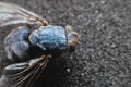 Dead fly lying upside down, macro shot. Insect on a dark background Royalty Free Stock Photo