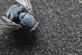 Dead fly lying upside down, macro shot. Insect on a dark background Royalty Free Stock Photo