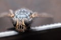 Dead fly lying upside down, macro shot. Insect on a dark background Royalty Free Stock Photo