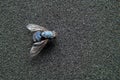 Dead fly lying upside down, macro shot. Insect on a dark background Royalty Free Stock Photo