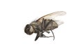 Dead Fly Macro Royalty Free Stock Photo