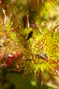 Dead fly trapped in the sticky hairs of a sundew