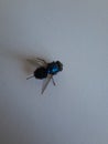 Fly with pretty colors Royalty Free Stock Photo