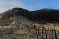 Dead Forest at papandayan mountain