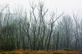 The dead forest Royalty Free Stock Photo