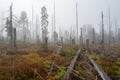 Dead Forest Royalty Free Stock Photo