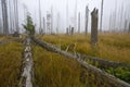 Dead forest Royalty Free Stock Photo