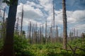 Dead forest after bug attack Royalty Free Stock Photo