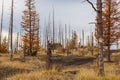 Dead forest in the center Kamchatka Peninsula, Russia.