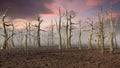 Dead forest, climate change crisis