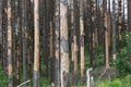 Dead forest due to bark beetle infestation Royalty Free Stock Photo