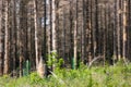 Dead forest due to bark beetle infestation Royalty Free Stock Photo