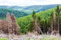 Dead forest due to bark beetle infestation Royalty Free Stock Photo