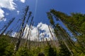 Dead forest ecological disaster Royalty Free Stock Photo