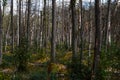 Dead forest in Europe.