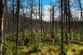 Dead forest in Europe.