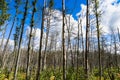 Dead forest in Europe.