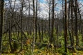 Dead forest in Europe.