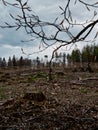 Dead forest in Europe where you can see that it has been cut down Royalty Free Stock Photo