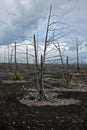 Dead forest on the Kamchatka Peninsula. Russia