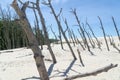 Dead forest on the Lacka Dune in SlowiÃâski National Park, Leba, Poland. Traveling sand dunes absorbing the forest.