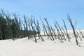 Dead forest on the Lacka Dune in Slowinski National Park, Leba, Poland. Traveling sand dunes absorbing the forest.
