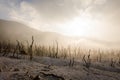 Dead forest of mount Papandayan is the most popular place for tourist. The beauty of heritage of volcanic eruption on the past.