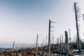 Dead forest on a mountain peak, Giant Mountains, Poland Royalty Free Stock Photo