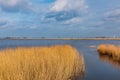 Dead forest near Usedom Royalty Free Stock Photo