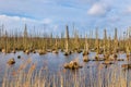 Dead forest near Usedom Royalty Free Stock Photo